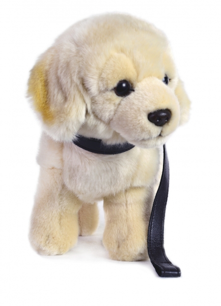 Golden Retriever stehend mit Leine...falsche bilder